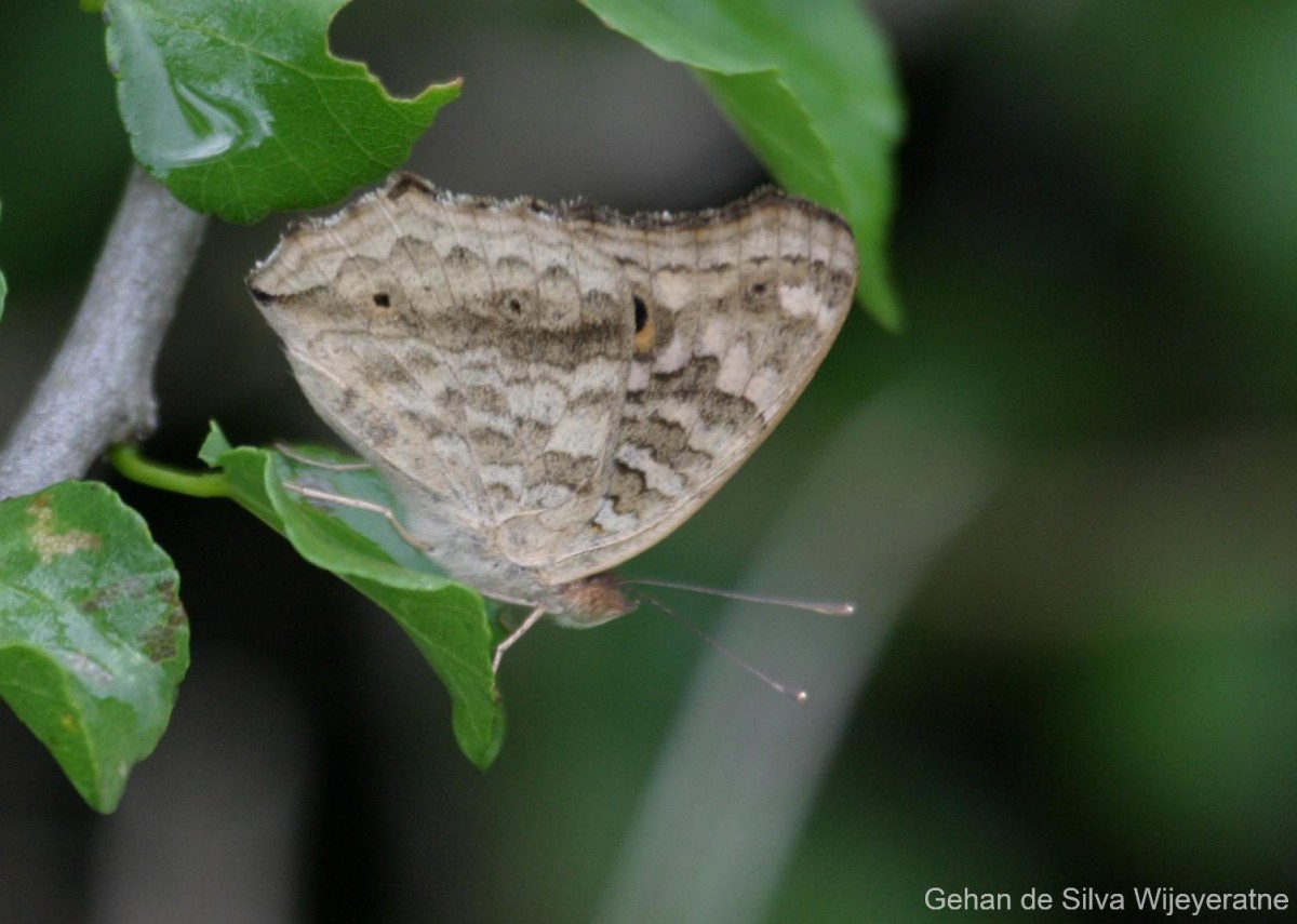 Junonia lemonias Linnaeus, 1758